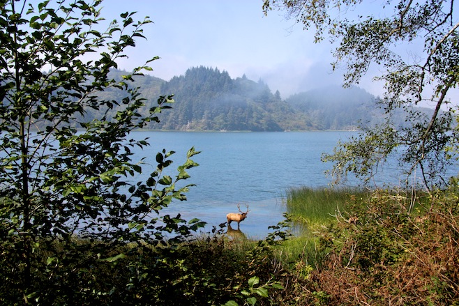 CA Elk in Pond